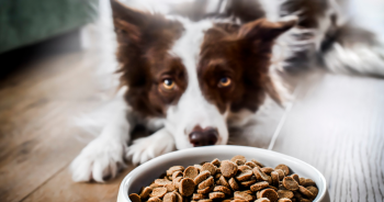 10 Best Dog Foods Without Chicken