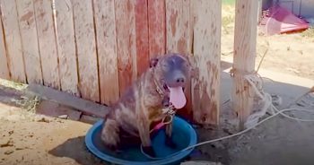 Dog Sat In Her Dirty Blue Water Bowl In A Sliver Of Shade On Sweltering Day