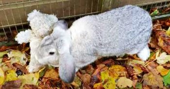 Frightened Bunny Was Left In A Box Clinging To His Tattered Friend