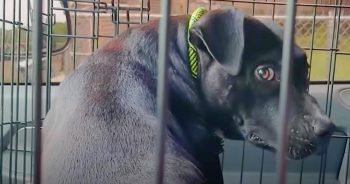 Woman Weeps When She Captures Dog She’s Been Chasing For Months