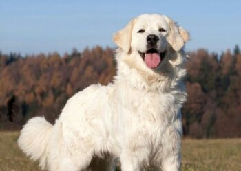 Is a Great Pyrenees a Good Guard Dog?