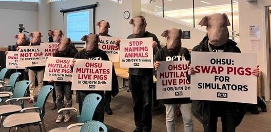 PETA Supporters to Descend on OHSU Board Meeting in Defense of Pigs
