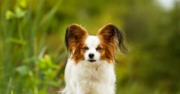 Is a Papillon a Good Guard Dog?