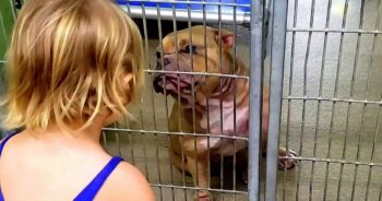 Little Girl Wanted The Dog Who Was “Shaking & Hiding” At The Back Of The Shelter