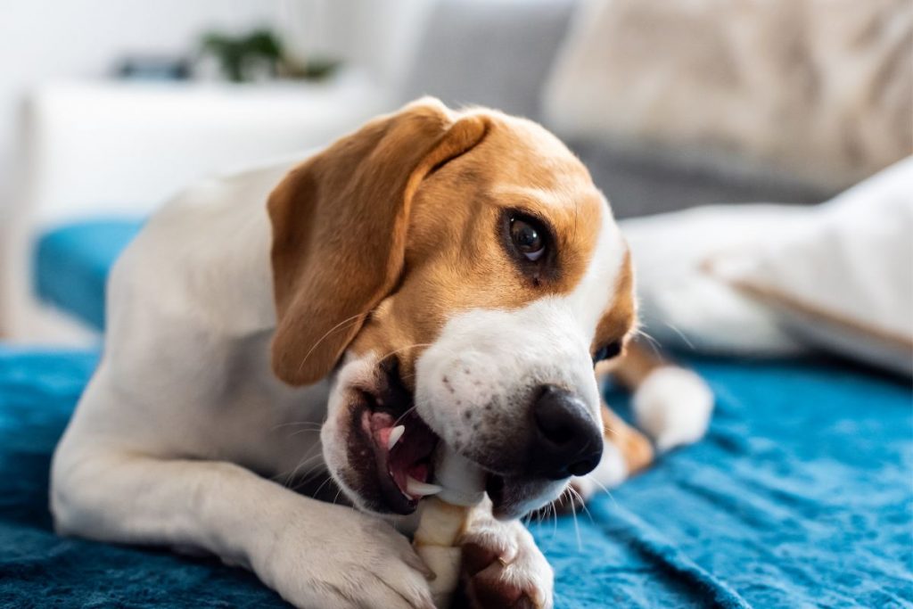 7 Best Natural Chews for Dogs