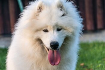 Is a Samoyed a Good Guard Dog?