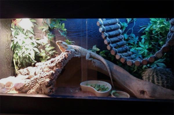 30 DIY Bearded Dragon Enclosure Ideas That Are Absolutely Stunning in 2023