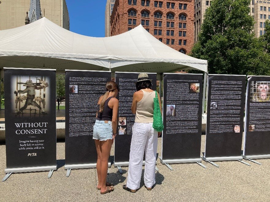 Harvard Sensory Deprivation Tests on Monkeys Prompt Unveiling of PETA Exhibit on Dark History of Animal Experiments