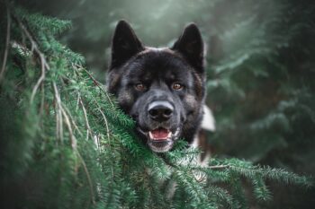 Is an Akita a Good Guard Dog?