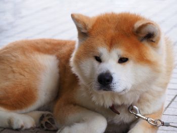 Monthly Cost to Own a Akita