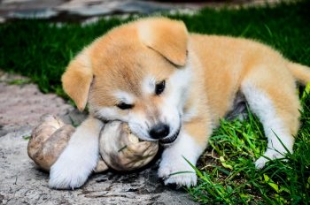 20 Fun & Fascinating Facts About Akita Puppies