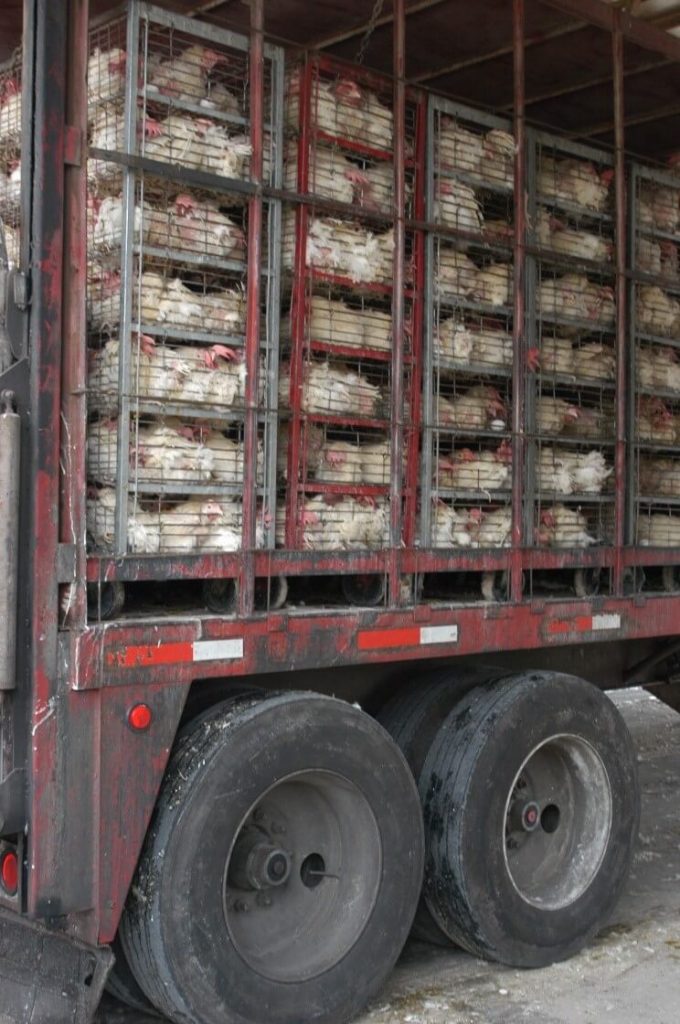 Thousands of Chickens Bake to Death on Trailers Bound for George’s Processing; PETA Seeks Criminal Probe