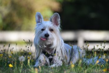 Is a Chinese Crested a Good Guard Dog?