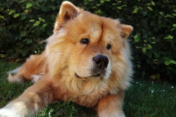 Are Chow Chows Aggresive?