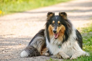 Is a Collie a Good Guard Dog?
