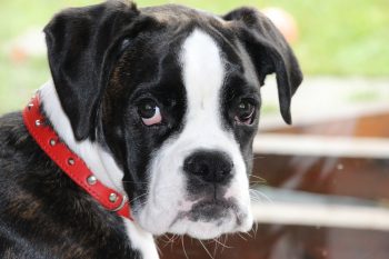 20 Fun & Fascinating Facts About Boxer Puppies