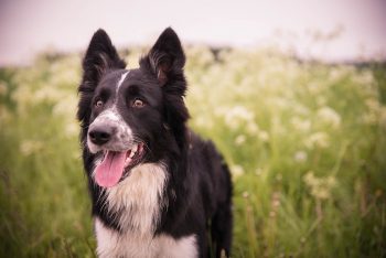 Monthly Cost to Own a Border Collie