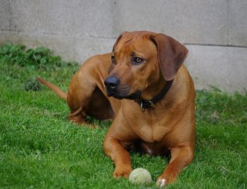 Monthly Cost to Own a Rhodesian Ridgeback