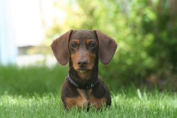 Monthly Cost to Own a Dachshund