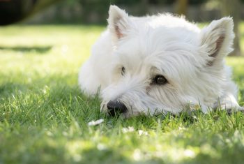 Monthly Cost to Own a Westie