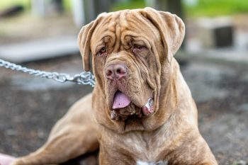 Monthly Cost to Own a Mastiff