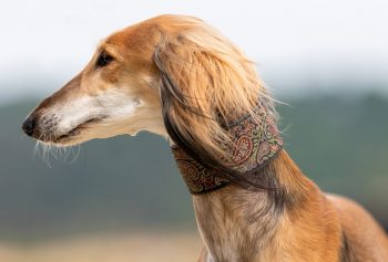 20 Fun & Fascinating Facts About Greyhound Puppies