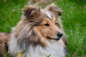 Monthly Cost to Own a Sheltie