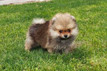 20 Fun & Fascinating Facts About Pomeranian Puppies