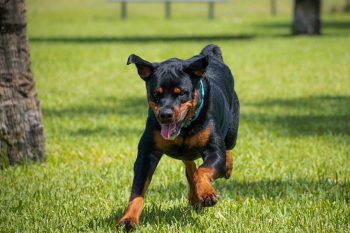 20 Fun & Fascinating Facts About Doberman Puppies