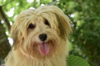 Monthly Cost to Own a Havanese