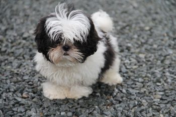 20 Fun & Fascinating Facts About Shih Tzu Puppies