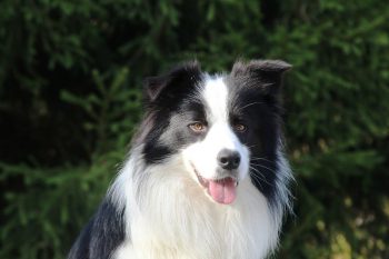 20 Fun & Fascinating Facts About Border Collie Puppies