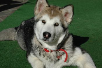 20 Fun & Fascinating Facts About Alaskan Malamute Puppies