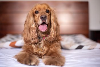 Is a Cocker Spaniel a Good Guard Dog?