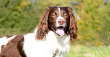 Is an English Springer Spaniel a Good Guard Dog?