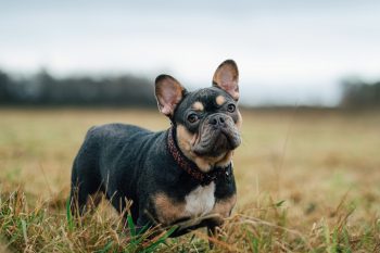 Monthly Cost to Own a French Bulldog