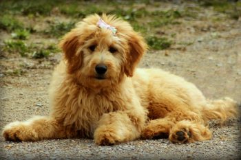 Monthly Cost to Own a Goldendoodle