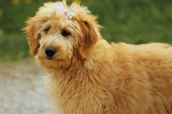 20 Fun & Fascinating Facts About Goldendoodle Puppies