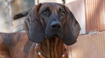 Monthly Cost to Own a Bloodhound