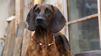 Is a Bloodhound a Good Guard Dog?