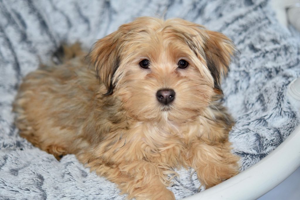 20 Fun & Fascinating Facts About Havanese Puppies