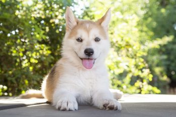 20 Fun & Fascinating Facts About Huskie Puppies