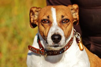 Monthly Cost to Own a Jack Russell