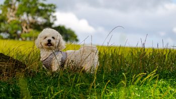 20 Fun & Fascinating Facts About  Bichon Frise Puppies