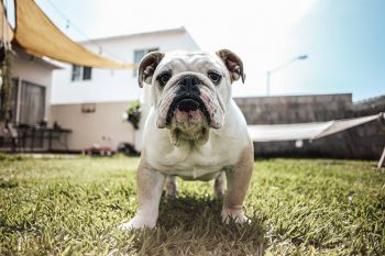 Monthly Cost to Own a Bulldog