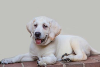 20 Fun & Fascinating Facts About Lab Puppies