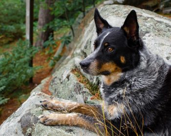 20 Fun & Fascinating Facts About Australian Cattle Dog  Puppies