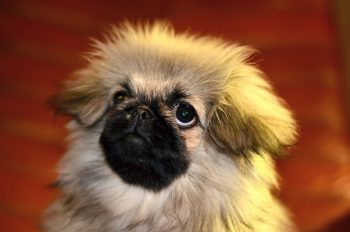 Are Pekingeses Aggressive?