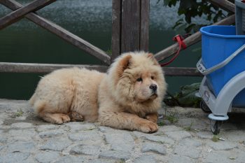 20 Fun & Fascinating Facts About  Chow Chow Puppies