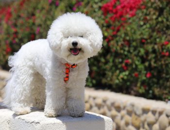 Monthly Cost to Own a Bichon Frise